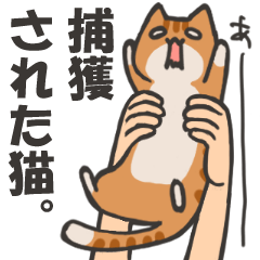 hokakusareta neko