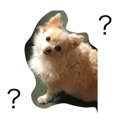 pipi_20250506071100