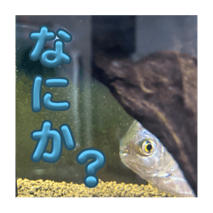 aichan_20250505201330