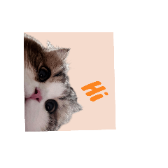 appzcestory_20250505233227