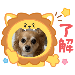 lily_20250505205609
