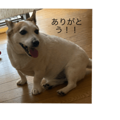 Hinata_20250505205408