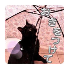 Chie_20250505212525