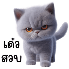 ลูกแมวบริติชตากลม น่ารัก