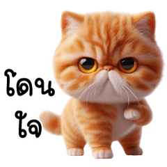 Orange Persian kitten, tight body