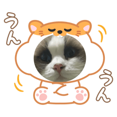 koko_20250505222822