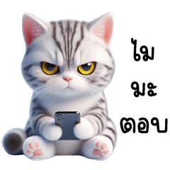 Cute short-eared megan kitten