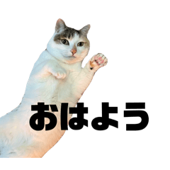 ai chan1