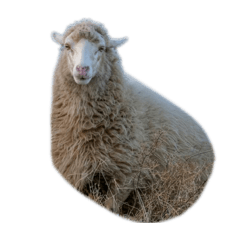 Finger animals Sheep