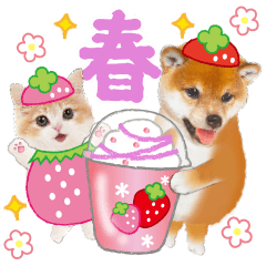 シバたん❤️モグいちご❤️かわいい犬&猫
