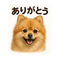 tora7777