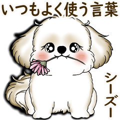 New Shih tzu 2025 (usual words)
