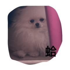 星星小傻逼