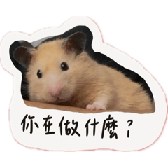 蛋炒飯飯 話多版本