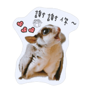 Sugarglider-Thank you for love me