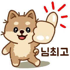 Cute Shiba Inu 'Malang' Korean version