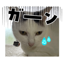 Mimi_20250506022754