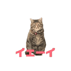 クルミさんのアニメスタンプ3