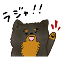 黒タンポメラニアン日常生活