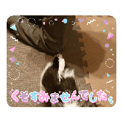 UGOKU MAMETA
