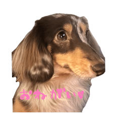 tokunaga dogs