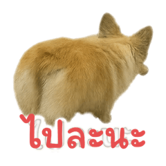 Nudi corgi_20250506141959
