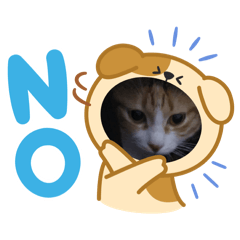 喵Meow日常