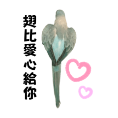 藍銀絲和尚鸚鵡parrot-療癒小冰日常