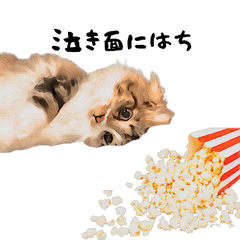 A cat and proverbs stickers