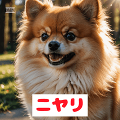 ポメラニアンの感情日記