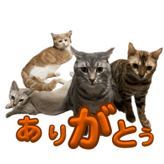 kotoco_20250506173112