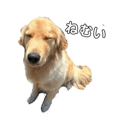 ゴールデンレトリバーのおとちゃん