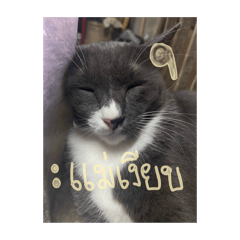 cat_28100000003