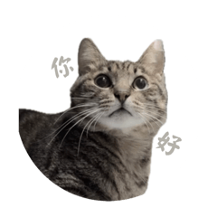 疤仔の日常