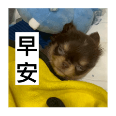 Godzilla Chihuahua