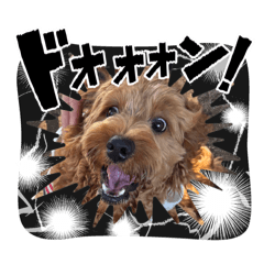 コッカプーブルーノ