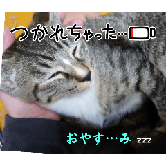 wakana_20250506221522
