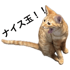 yoshi_20250506222442