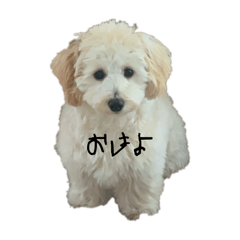 Yuzuki_20250506222408