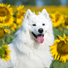 Samoyed Dog's Summer Vacation
