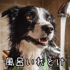 if a dog says so, so be it