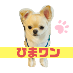 チワワのニカちゃんの日時！