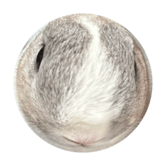 daisy the wabbit 2