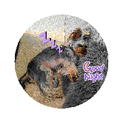 yorkie HINA_20250507064813