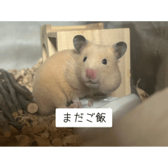 hamuchiki_20250506163206