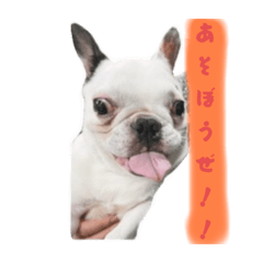 白米のLINEスタンプ！！
