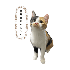 sui.cats_20250506195340