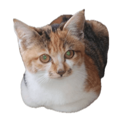 A cat living somewhere