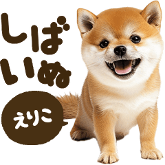 Shibainu mix [Eriko]
