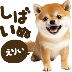 Shibainu mix [Erii]